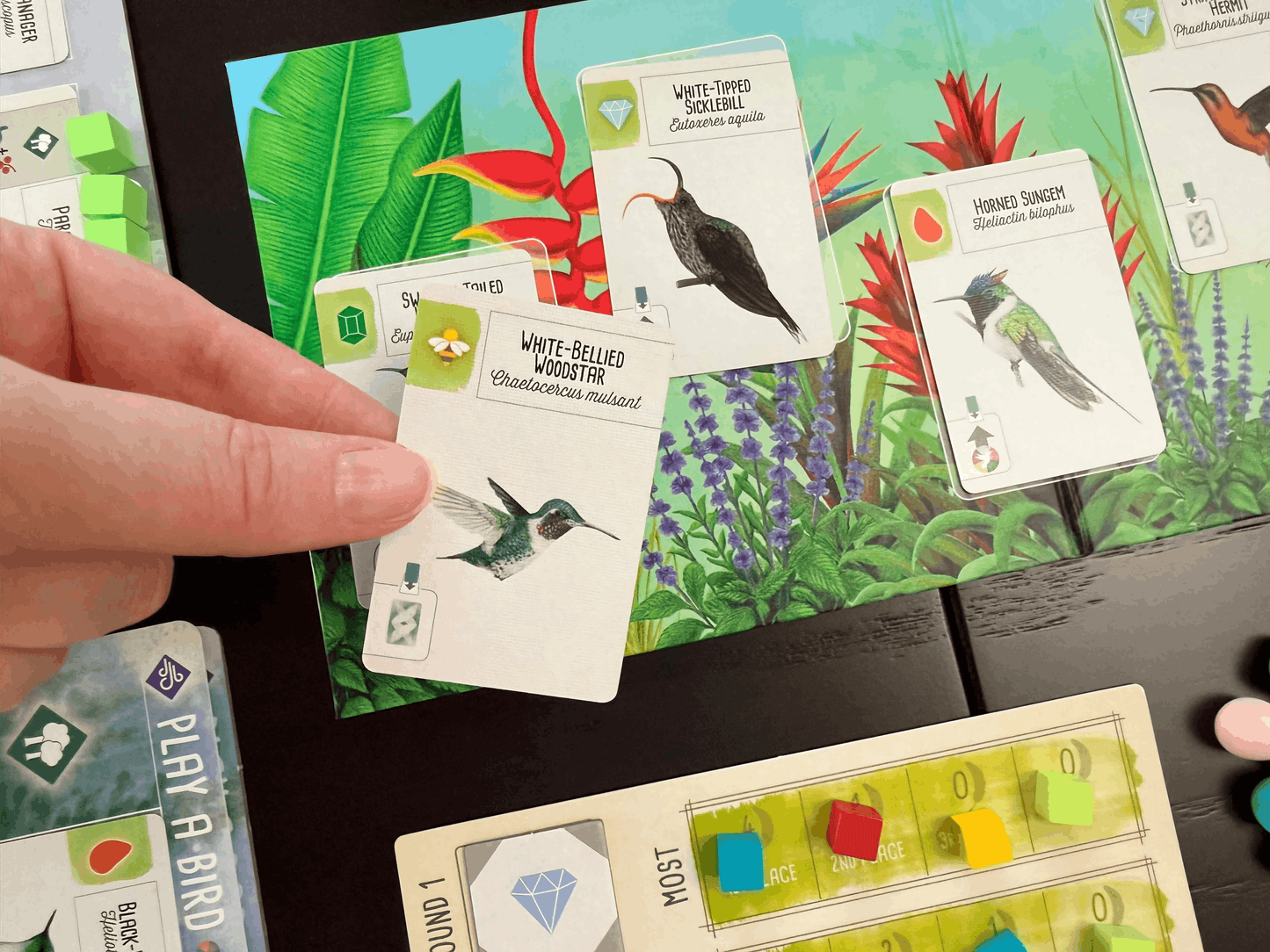 Wingspan Uitbreiding: Midden- en Zuid-Amerika